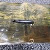 Picture of Beech King Air Outboard Wing Left De-ice Boot p/n 25S-7D5041-17, 101-380001-17